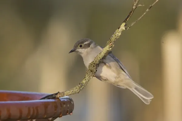 File:Brown-headed Honeyeater (Melithreptus brevirostris) (17236434170).jpg