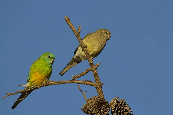 File:Red-Rumped Parrot (Psephotus haematonotus) (17815620131).jpg