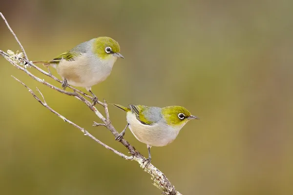 File:Silvereye (Zosterops lateralis) (17252007812).jpg