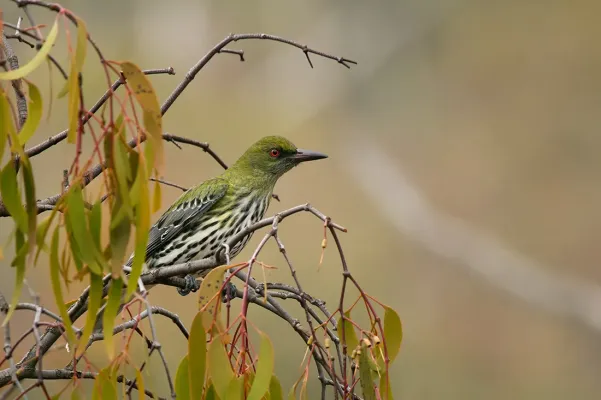 File:Olive-backed Oriole (Oriolus sagittatus) (16640844194).jpg