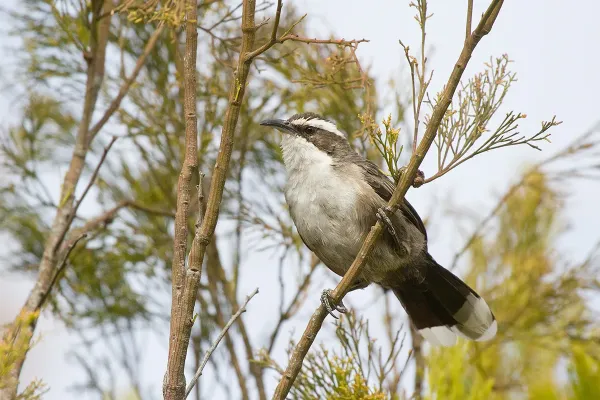 File:White-browed Babbler (Pomatostomus superciliosus) (16865642038).jpg