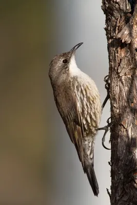 File:White-throated Treecreeper (Cormobates leucophaea) (16491758546).jpg