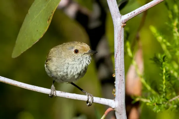 File:Brown Thornbill (Acanthiza pusilla) (16108285271).jpg