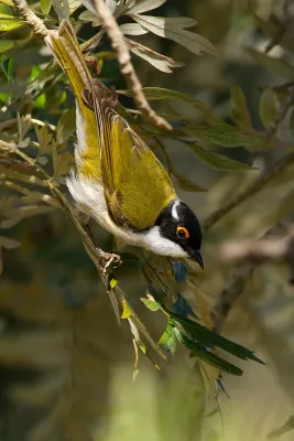 File:White-naped Honeyeater (Melithreptus lunatus) (14940504208).jpg