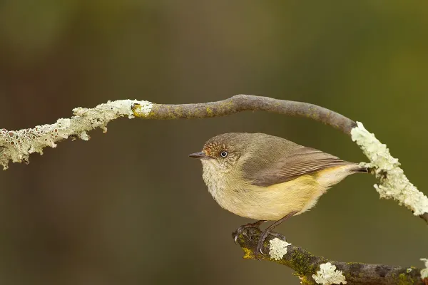 File:Buff-rumped Thornbill (Acanthiza reguloides) (14894506125).jpg