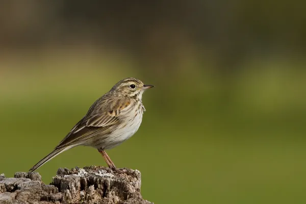 File:Australian Pipit (Anthus australis) (14800213838).jpg