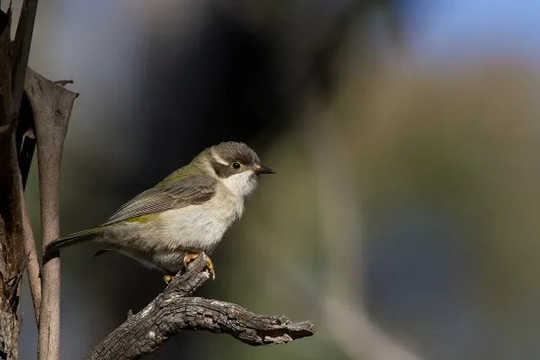 File:Brown--headed Honeyeater (Melithreptus brevirostris) (14489262978).jpg
