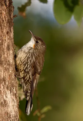 File:White-throated Treecreeper (Cormobates leucophaea) (14236570494).jpg