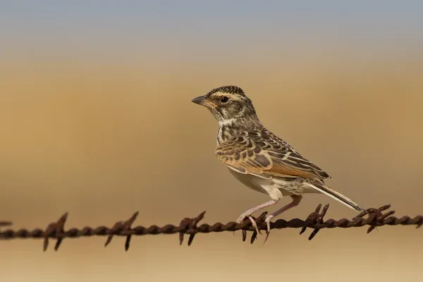 File:Horsfield's Bushlark (Mirafra javanica) (12286148834).jpg
