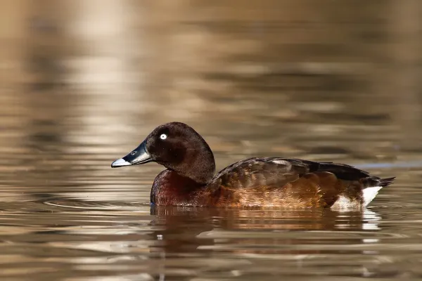 File:Hardhead male (Aythya australis) (9381202899).jpg