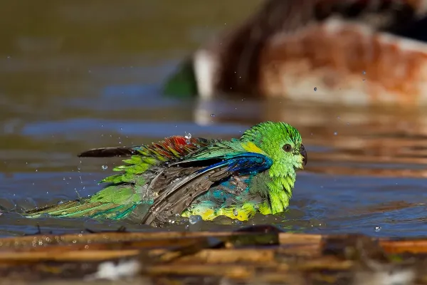 File:Red-rumped Parrot male (Psephotus haematonotus) (9355933869).jpg