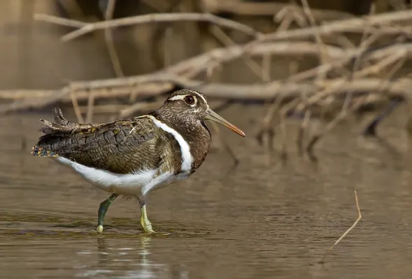 File:Australian Painted-snipe (Rostratula australis) (8470799026).jpg
