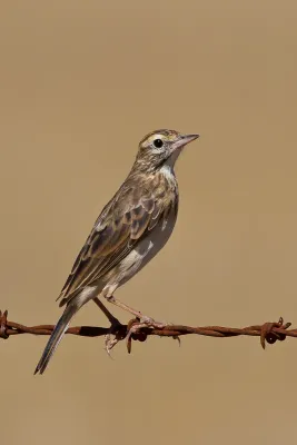 File:Australian Pipit (Anthus australis) (8387949053).jpg