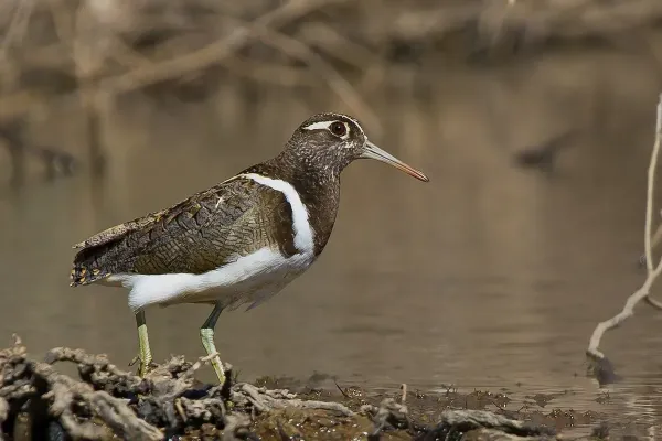 File:Australian Painted-snipe (Rostratula australis) (8426819200).jpg