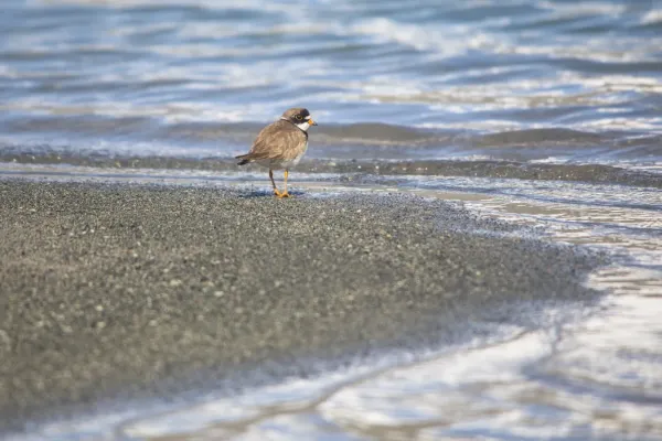 File:Semipalmated Plover - Charadrius semipalmatus (21410022448).jpg