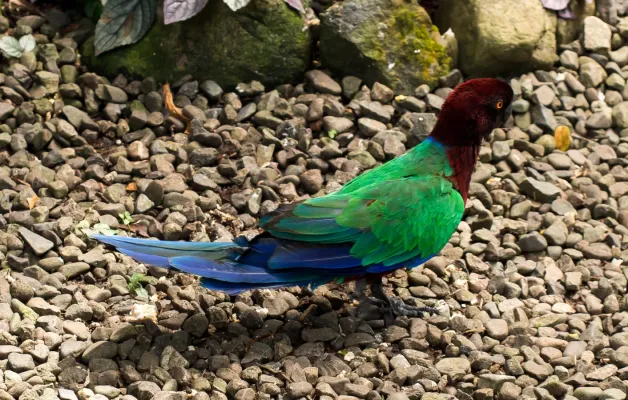 File:Prosopeia tabuensis tabuensis-3.jpg