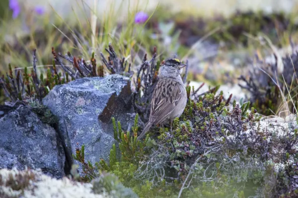 File:Golden-crowned Sparrow (3) - Zonotrichia atricapilla (20861747813).jpg