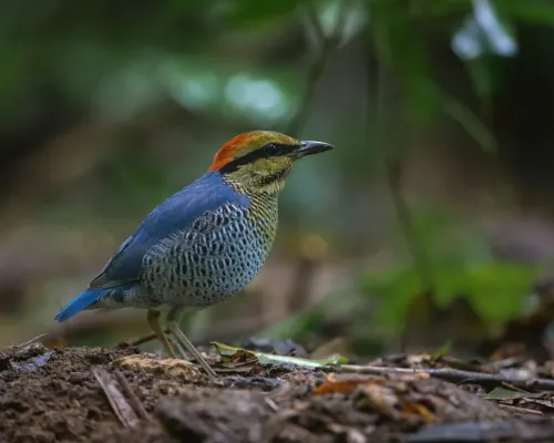 File:Hydrornis cyaneus male by Jason Thompson.jpg
