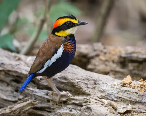 File:Hydrornis irena male by Jason Thompson.jpg
