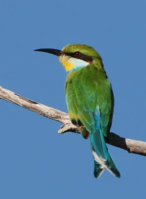 File:Merops hirundineus 2.jpg