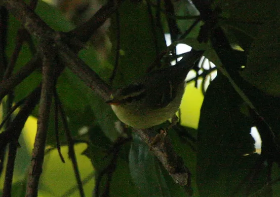 File:Blyth's Leaf-warbler Phylloscopus reguloides by Dr. Raju Kasambe IMG 2276 (5).JPG