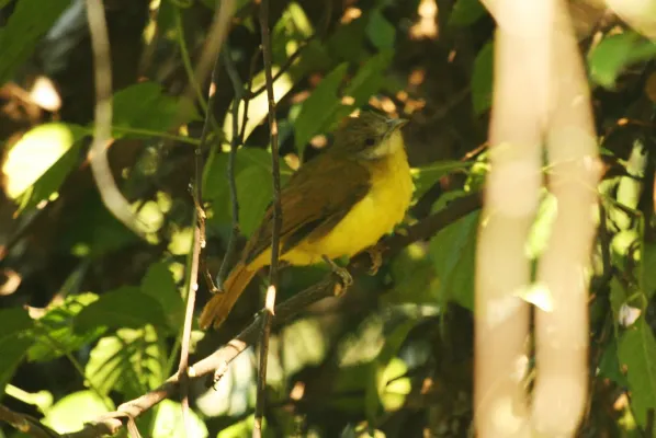 File:Flavescent Bulbul Pycnonotus flavescens by Dr. Raju Kasambe (2).JPG