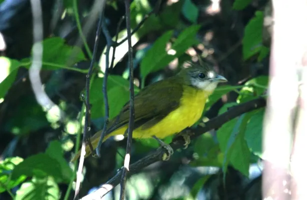 File:Flavescent Bulbul Pycnonotus flavescens by Dr. Raju Kasambe (1).JPG