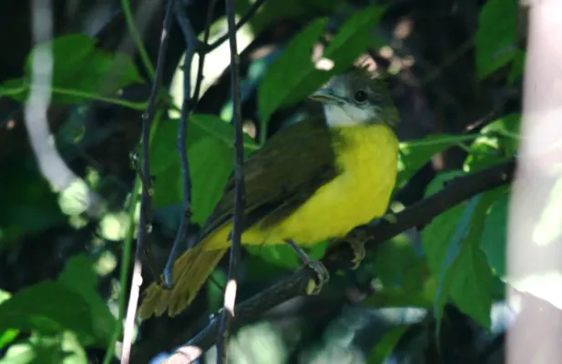File:Flavescent Bulbul Pycnonotus flavescens by Dr. Raju Kasambe (4).JPG