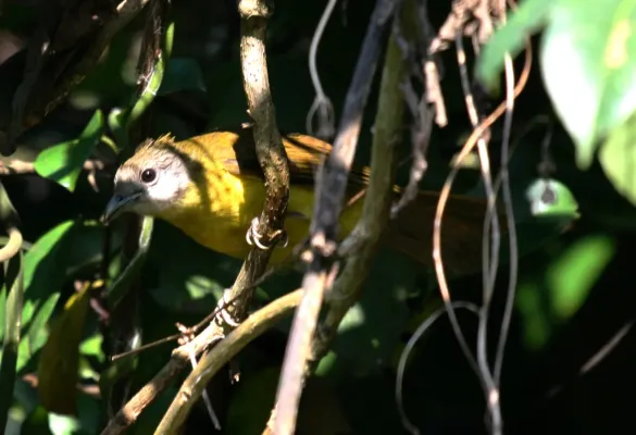File:Flavescent Bulbul Pycnonotus flavescens by Dr. Raju Kasambe (3).JPG