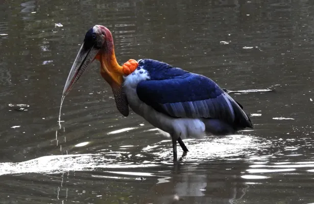 File:Greater Adjutant Leptoptilos dubius by Dr. Raju Kasambe (1).JPG