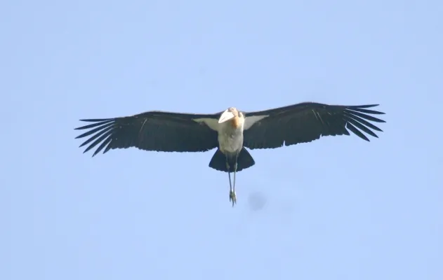 File:Greater Adjutant Leptoptilos dubius by Dr. Raju Kasambe (4).JPG