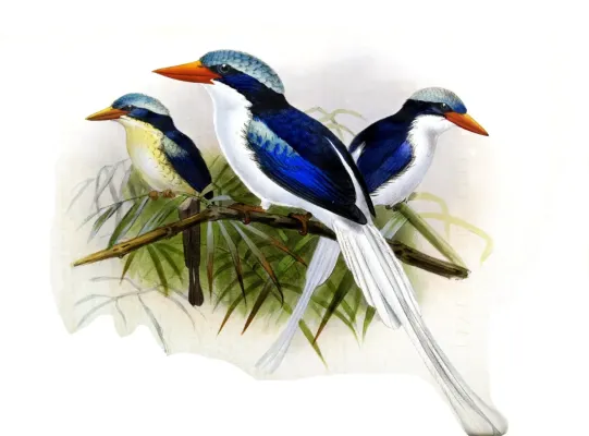 File:Tanysiptera ellioti.jpg