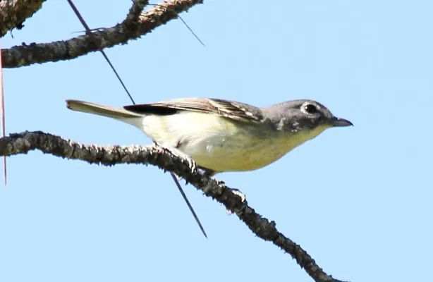 File:Plumbeous Vireo (Vireo plumbeus) (7222930710) (cropped).jpg