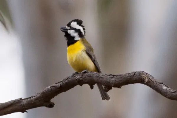 File:Falcunculus frontatus by Ron Knight.jpg