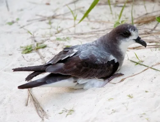 File:Pterodroma hypoleuca -Midway Atoll, USA.jpg