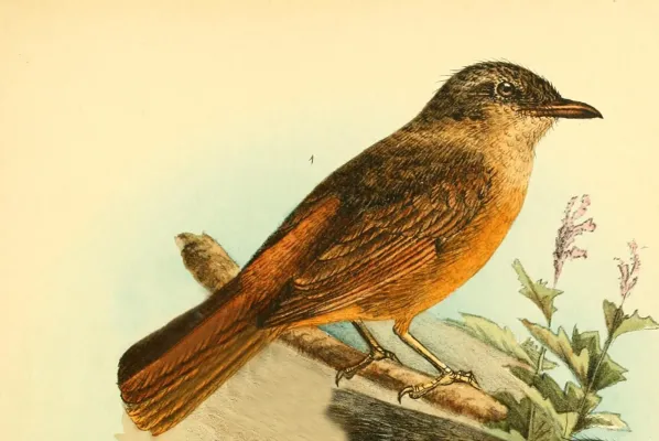 File:Neocossyphus rufus from Die Vögel Afrikas (1900).jpg