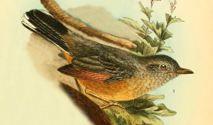 File:Neocossyphus poensis from Die Vögel Afrikas (1900).jpg