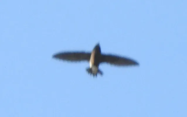 File:Brown-backed Needletail Hirundapus giganteus by Dr. Raju Kasambe.JPG