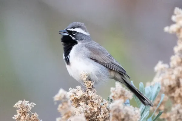 File:Amphispiza bilineata by Ron Knight.jpg