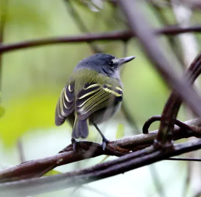 File:Poecilotriccus sylvia - Slaty-headed tody-tyrant.JPG