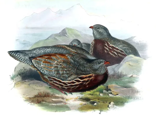 File:Lerwa lerwa.jpg