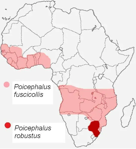 File:Area de difusion del Poicephalus fuscicollis y Poicephalus robustus.jpg