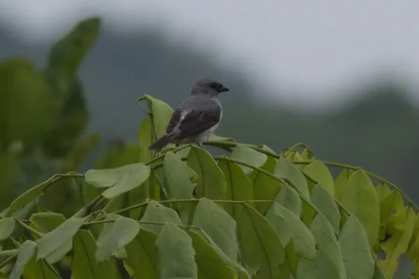 File:Tangara inornata by Brian Gratwicke.jpg