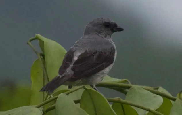 File:Tangara inornata by Brian Gratwicke (cropped).jpg