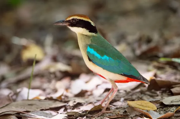 File:Pitta nympha by Jason Thompson.jpg