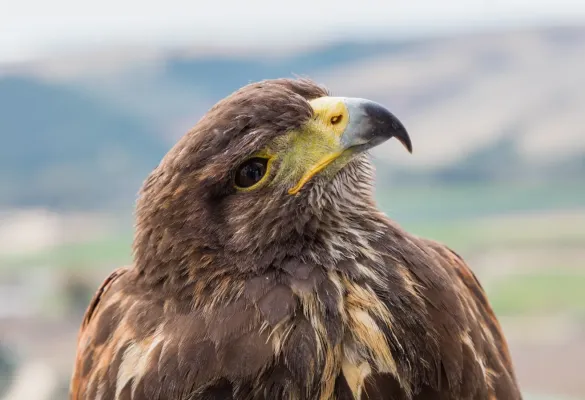 File:Busardo mixto (Parabuteo unicinctus), Arcos de la Frontera, Cádiz, España, 2015-12-08, DD 06.jpg