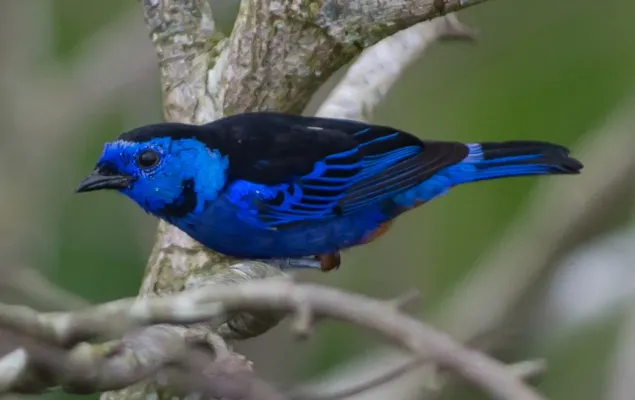 File:Tangara velia Opal-rumped Tanager (cropped).jpg