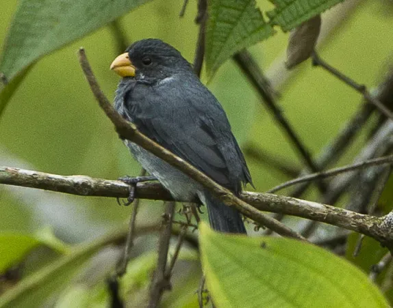 File:Sporophila schistacea by Franscesco Veronesi (cropped).jpg