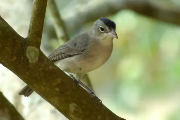 File:Coryphospingus pileatus by Alejandro Bayer Tamayo.jpg
