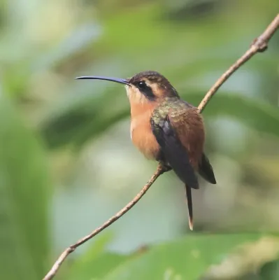 File:Phaethornis ruber - Reddish hermit.JPG